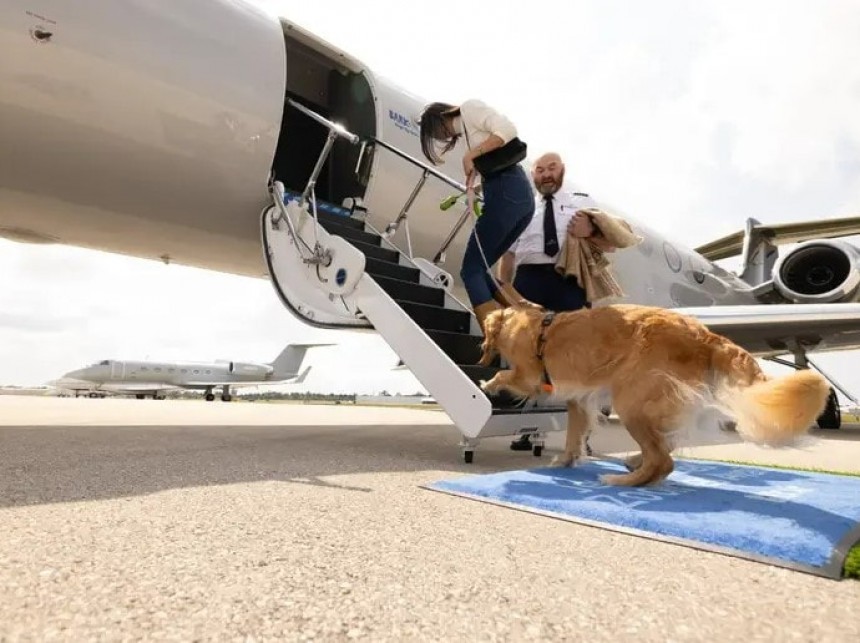 Bark Air is a first\-class\-like service for dogs\. Their owners can come, too