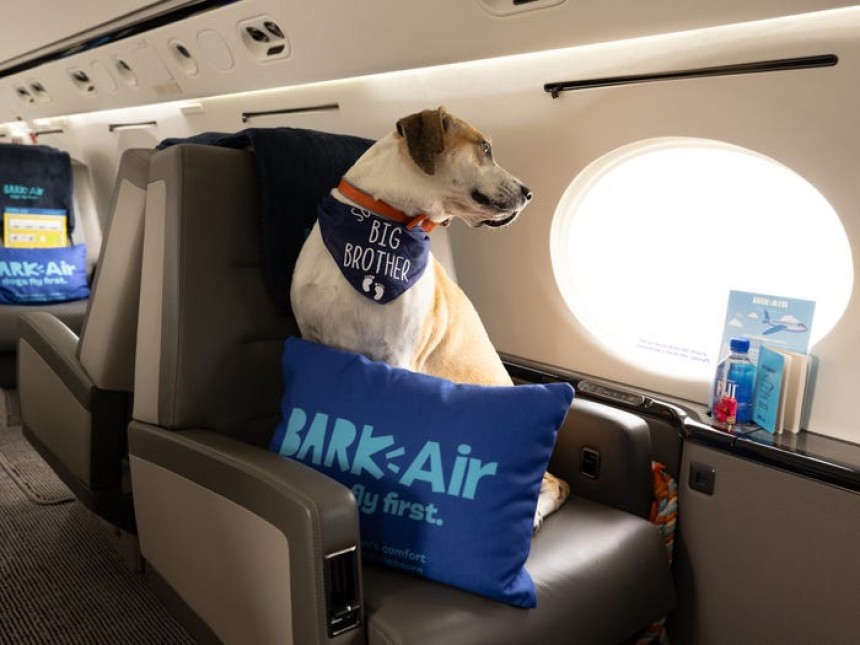 Bark Air is a first\-class\-like service for dogs\. Their owners can come, too