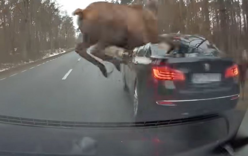 Herd of deer crash into unsuspecting BMW 5\-Series