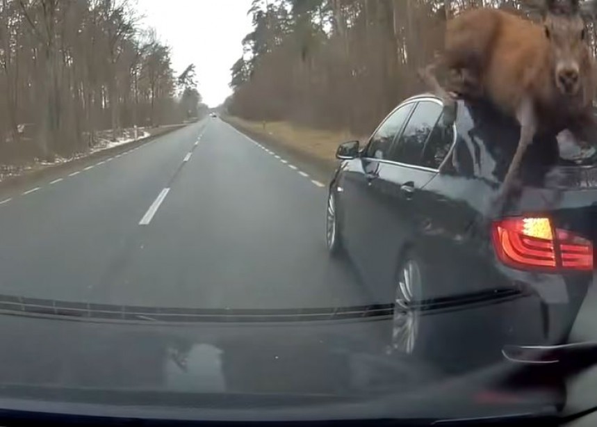 Herd of deer crash into unsuspecting BMW 5\-Series