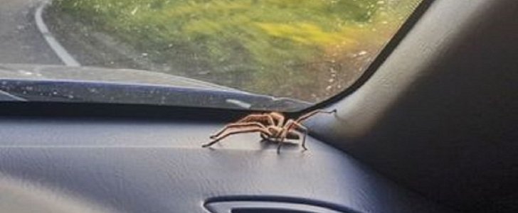 Spider lands on mother's hand and she veers on the wrong side of the road, crashing