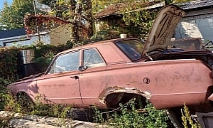 1966 Plymouth Valiant Found in the Bush Abandons Its Big Dream, Begs for Restoration