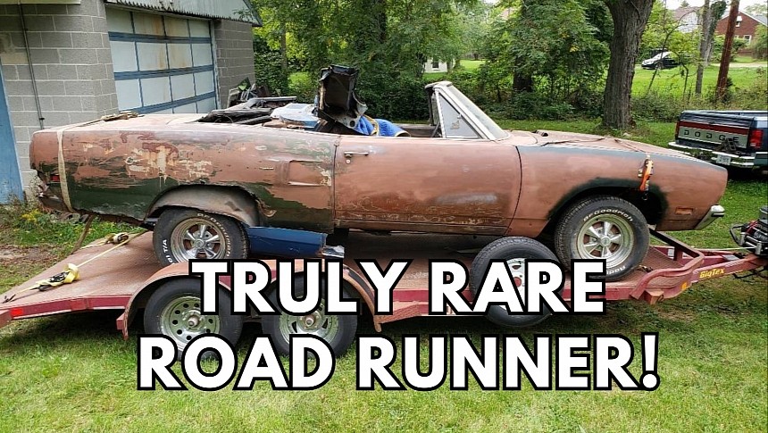 Rare Road Runner looking for love
