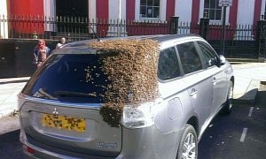 20,000 Bees Swarm an Elderly Woman's Car That Drove off with Their Queen