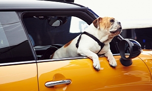 2014 MINI Cooper S Recommended by an English Bulldog