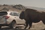 2015 Subaru Outback Commercial: Bison