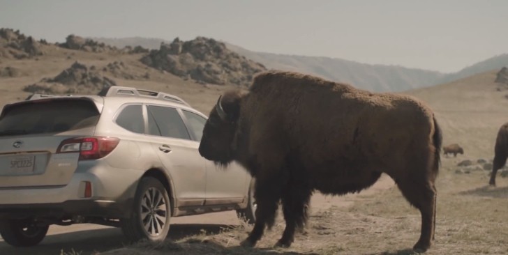 2015 Subaru Outback Bison