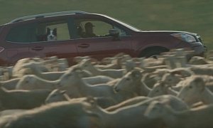 2016 Subaru Forester Commercial: Injured Sheepdog Gets Herding Help