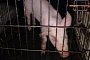 50-Pound Pig Goes Wild in Augusta Traffic
