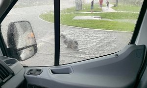 8ft Alligator Casually Wanders in Traffic During Florida Rainstorm