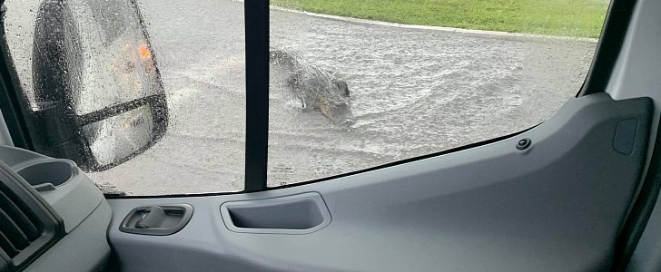 Giant gator waddles through traffic in Florida during rainstorm