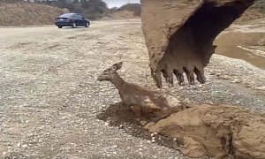 Deer Saved from a Muddy Death by an Excavator Will Put a Smile on Your Face