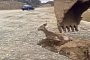 Deer Saved from a Muddy Death by an Excavator Will Put a Smile on Your Face