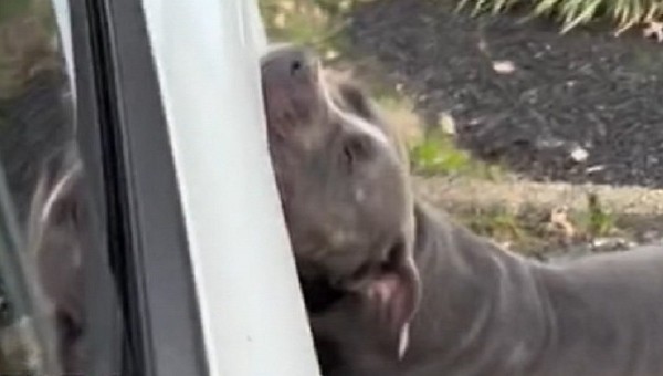 A Pitbull Gets Revenge on a Tesla With the Car's Owner Inside