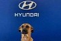 A Stray Dog Is Selling Hyundai Cars in Brazil and We’re Here for It