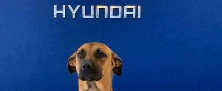 Tucson Prime, the ex-stray dog now official Hyundai ambassador and salesman