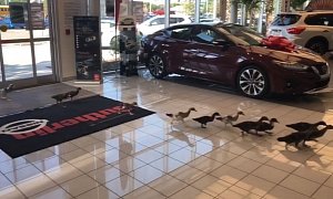 Adorable Ducklings Take Over Nissan Dealership in Florida