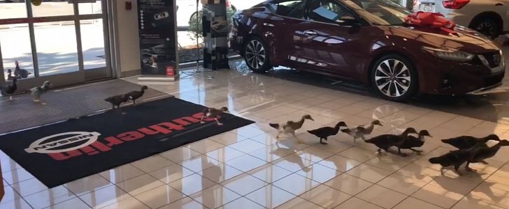 Duck family takes over Nissan dealership in Orlando, Florida
