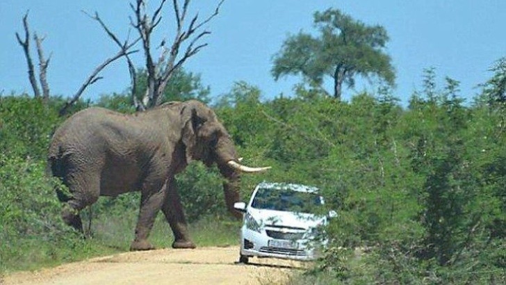 African Elephant Overturns and Punctures Small Car