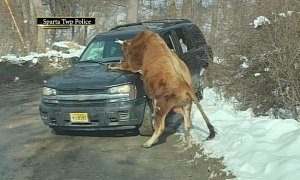 Aggressive, Horny Bull Mounts Car, Attacks Owner