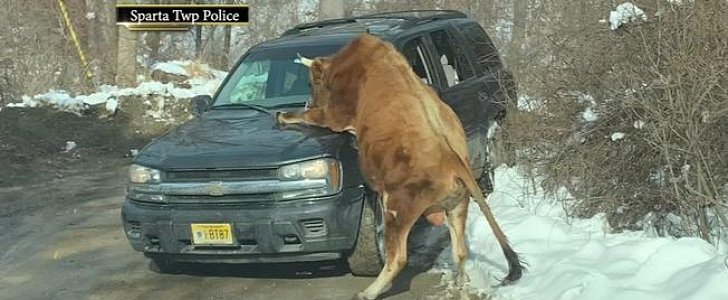 Aggressive bull mounts owner's car before attacking her in New Jersey
