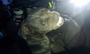 Aggressive Pitbull Hijacks Police Car, Steals Beef Jerky