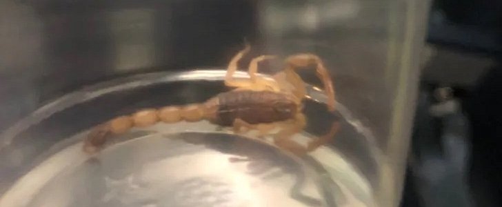 Live scorpion recovered on board Air Transat in Canada, after biting passenger