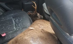 Airborne Deer Violently Crashes Into Toyota RAV4, Lands in The Backseat