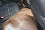 Airborne Deer Violently Crashes Into Toyota RAV4, Lands in The Backseat