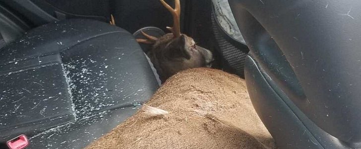 Airborne deer crashes into car, lands in the backseat and is killed instantly