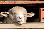 Airplane Emergency Lands After Gas from 2,186 Sheep Triggers Smoke Alarm
