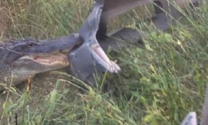 Alligator Attacks a Nissan Truck, Tears Its Bumper to Pieces