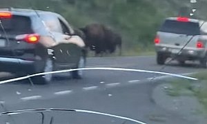 Always Get Insurance With Your Rental: Family Caught in Bison Stampede