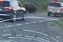 Always Get Insurance With Your Rental: Family Caught in Bison Stampede