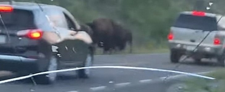 Damage to tourists' rental car after bison stampede in Yellowstone