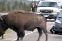 Angry Bison Rams Minivan