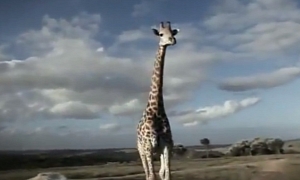 Angry Giraffe Attacks Tourist Vehicle in South Africa