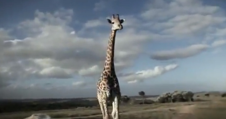 giraffe attacks car in South Africa