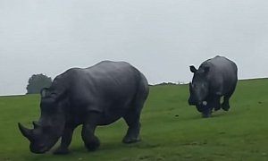 Angry Rhinos Charge at MINI During Safari