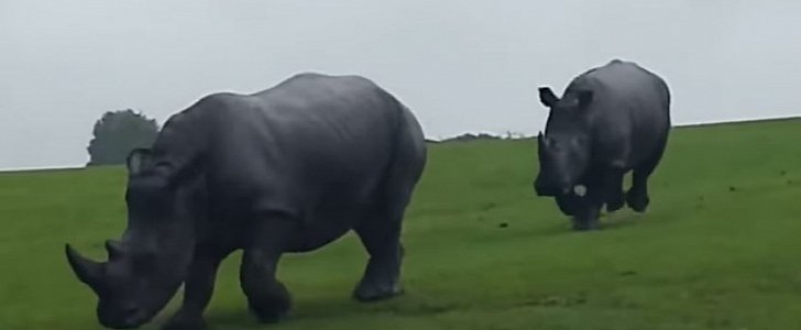 Rhinos cut their meal short to charge at truck on safari