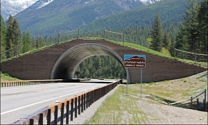 Animal Bridges Let Wildlife Across Highways Safely