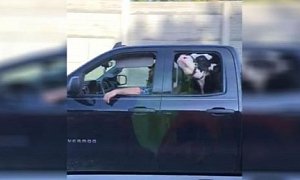 Annie the Cow Always Rides Backseat in Chevy Silverado, is a Star Now