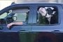 Annie the Cow Always Rides Backseat in Chevy Silverado, is a Star Now