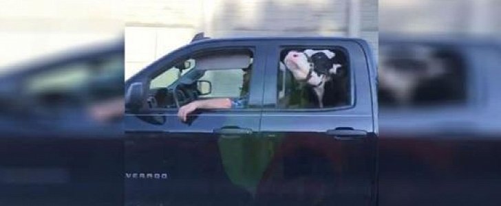 Annie the cow rides in Chevy Silverado on Ohio highway