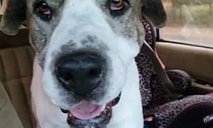 Arizona Couple And Dog Struck by Lightning, Car Saves Their Lives
