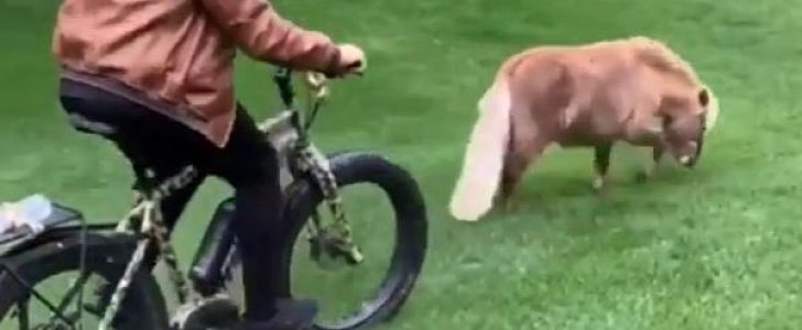 Arnold Schwarzenegger rides his fat-tire bike in his backyard, chasing after a mini pony