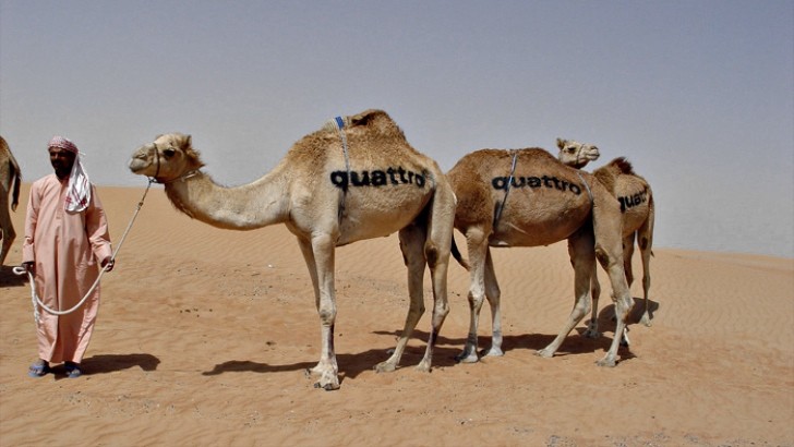Quattro-Branded Camels