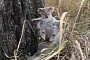 Australia Turns to Drone Seeding to Restore Koala Habitats in Areas Affected by Bushfires