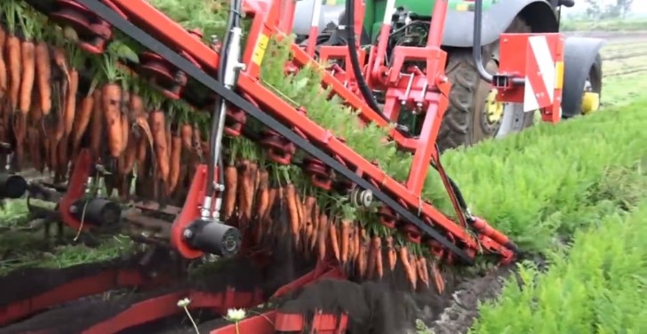 GKIIISE - Automated Carrot Harvester Machines Are Mesmerizing to Watch in Action