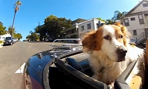 Automotive Humor: Dogs in Cars - California
